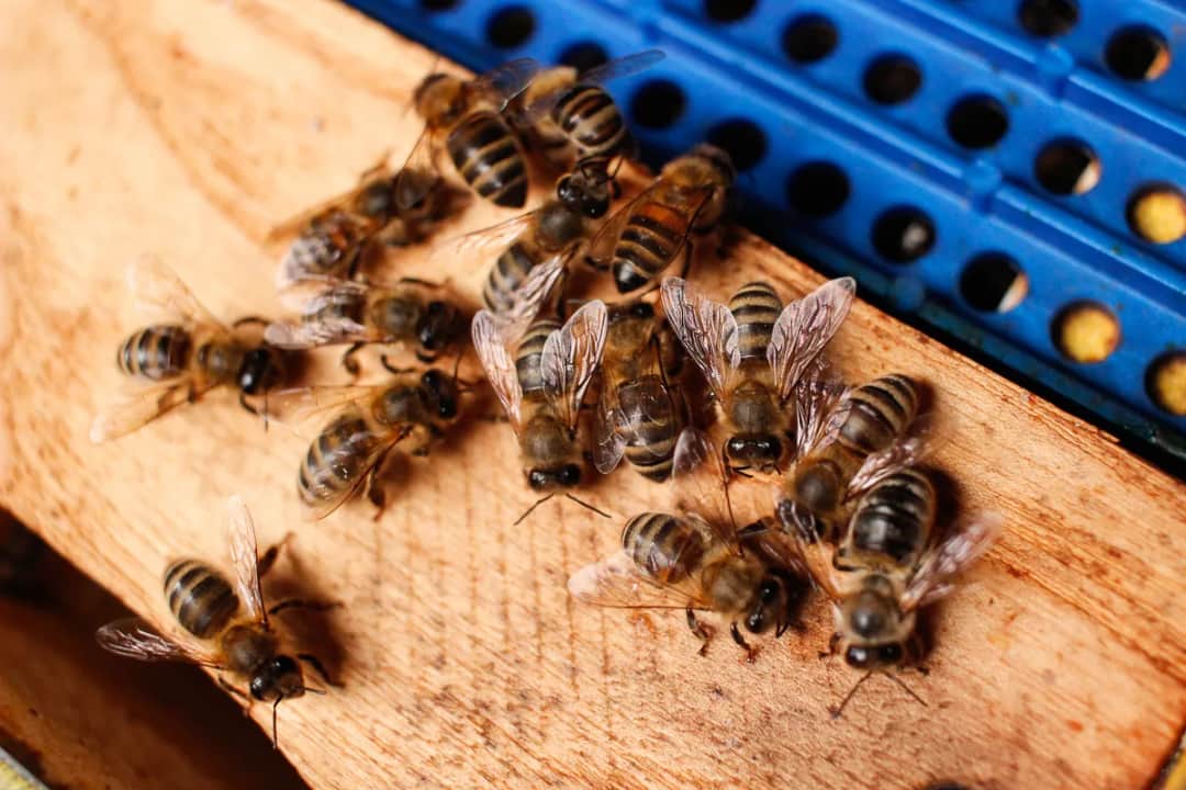 Jak pszczoły produkują miód? Odkryj fascynujący proces tworzenia miodu