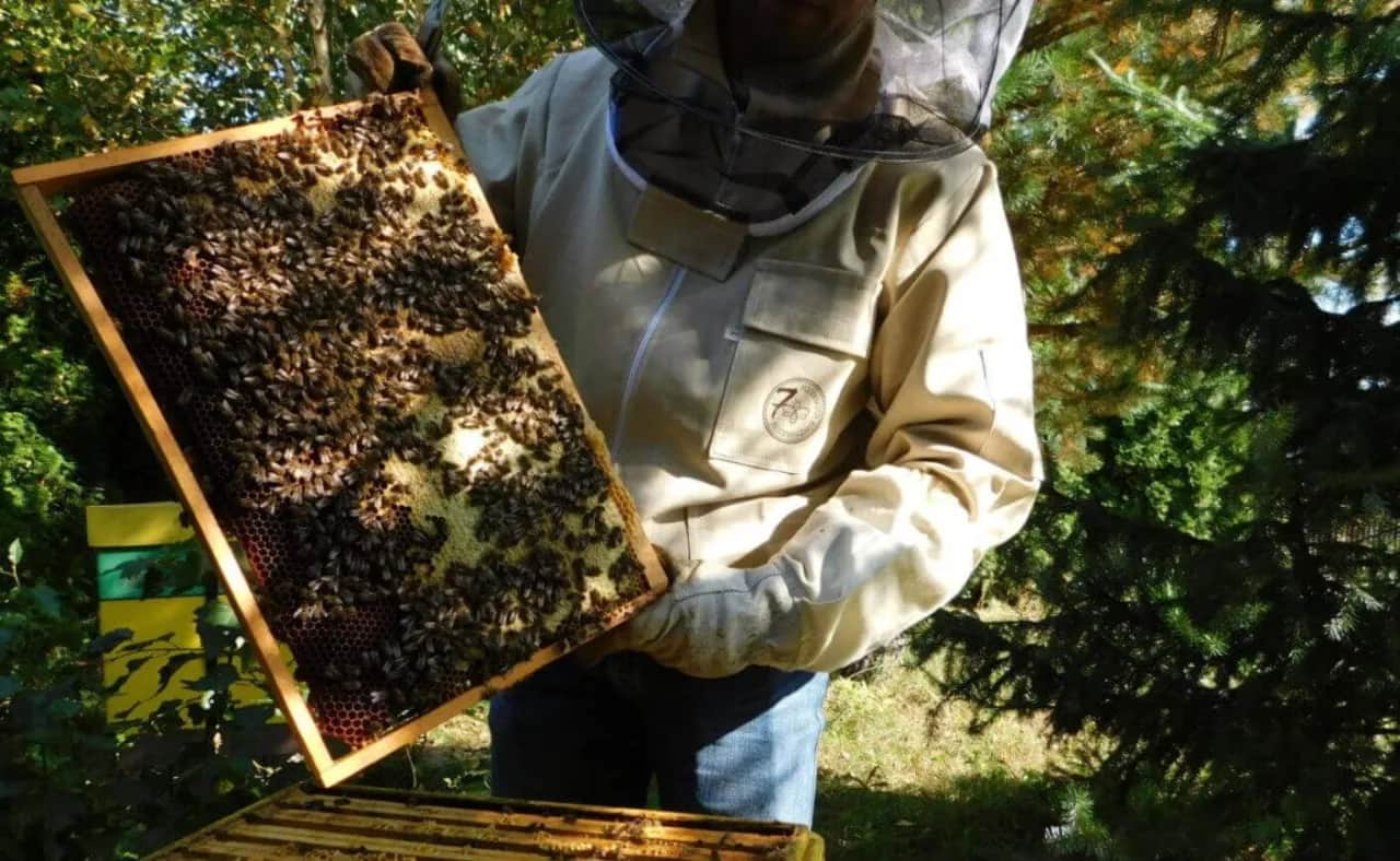 Jak pszczoły robią miód: sekrety produkcji, które zaskakują