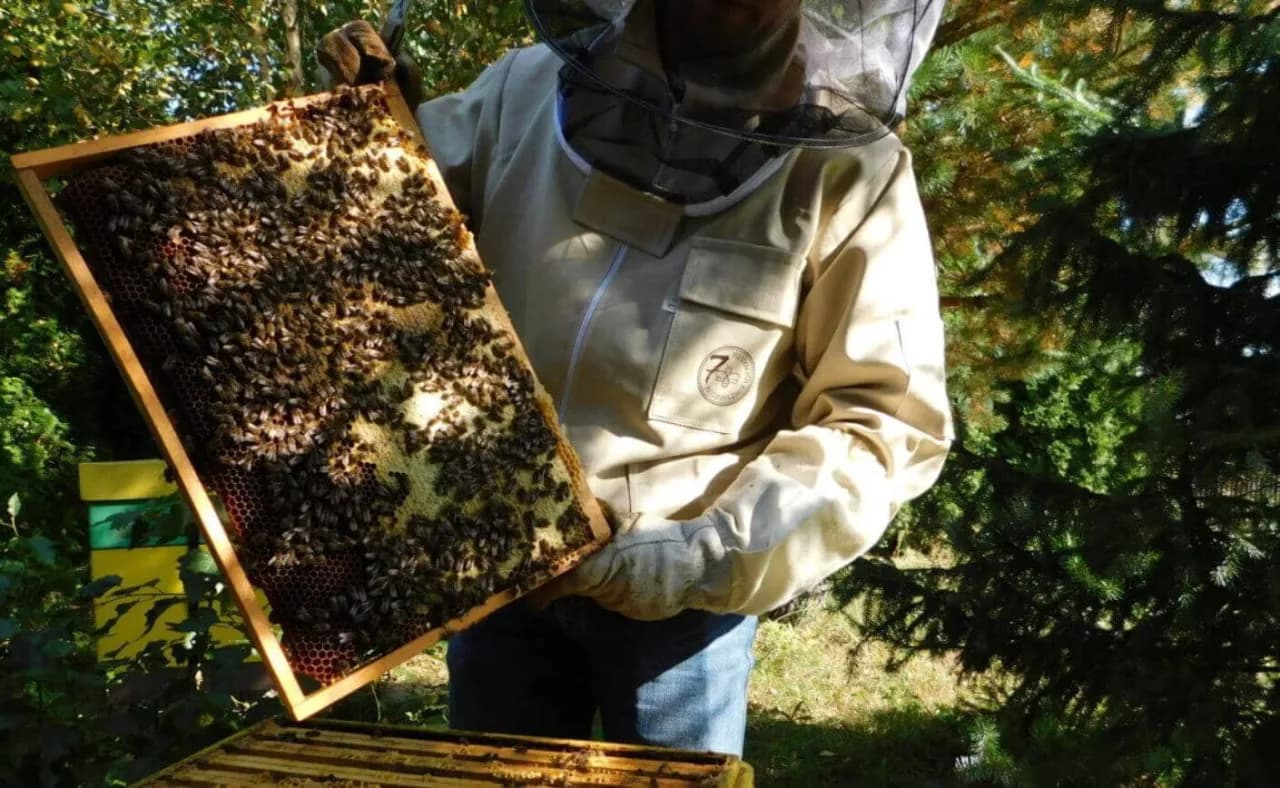 Jak pszczoły robią miód: sekrety produkcji, które zaskakują