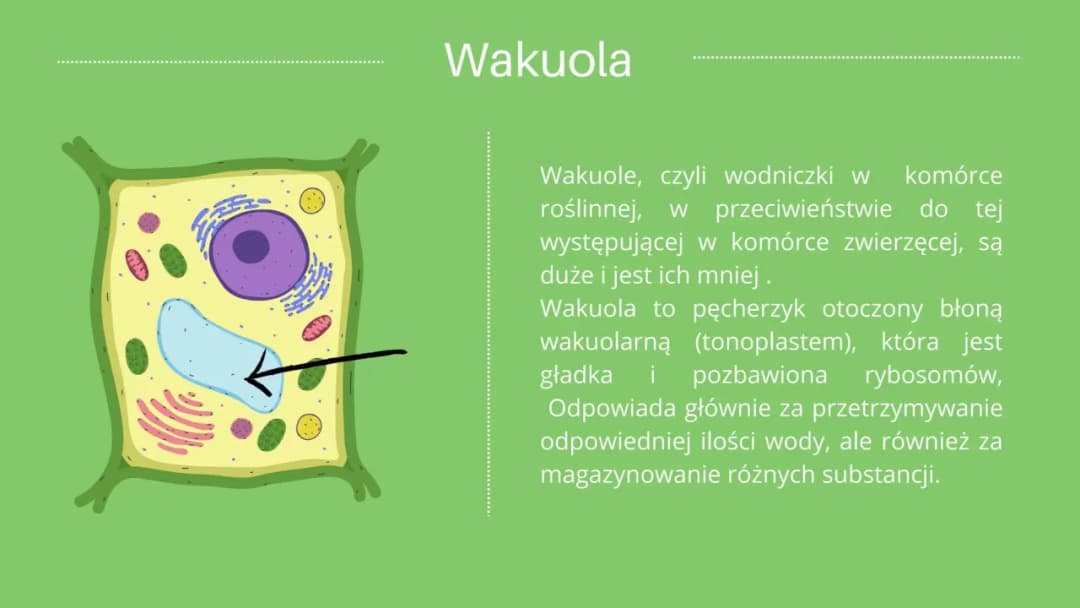 Co to jest komórka roślinna? Kluczowe informacje i ciekawostki Co to jest komórka roślinna? Kluczowe informacje i ciekawostki