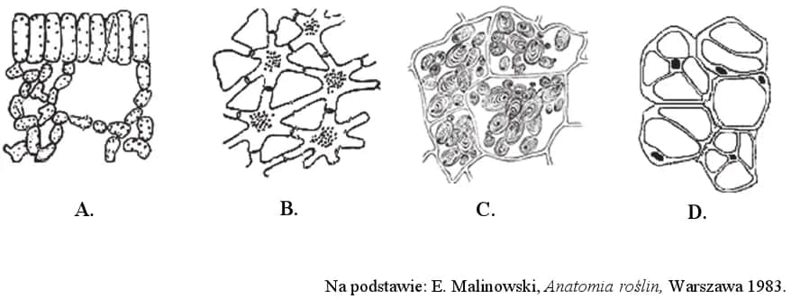 Jakie są tkanki roślinne? Poznaj ich rodzaje i funkcje w roślinach